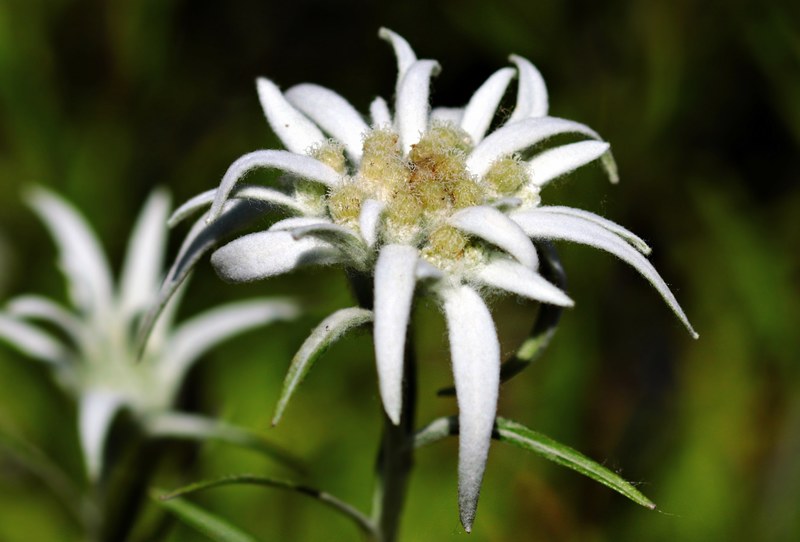 flower edelweiss alpine edelweiß alpine flower 4k