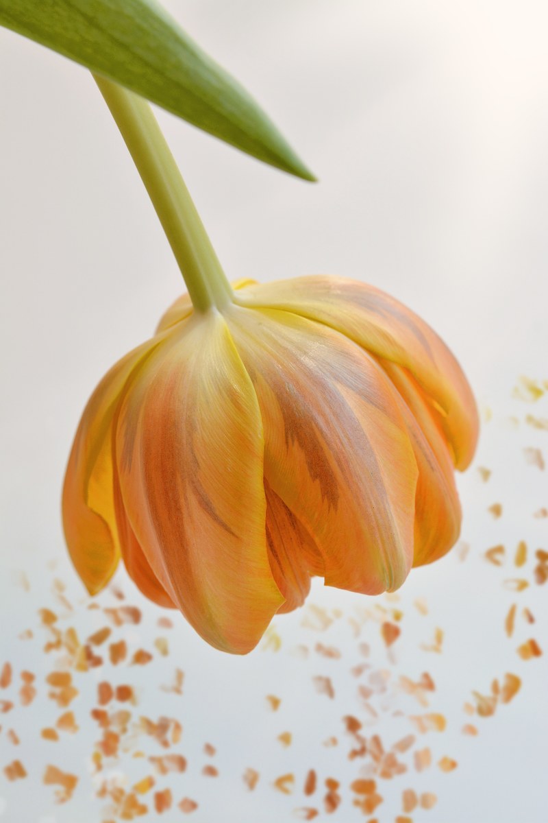flower tulip orange blossom bloom petals 4k