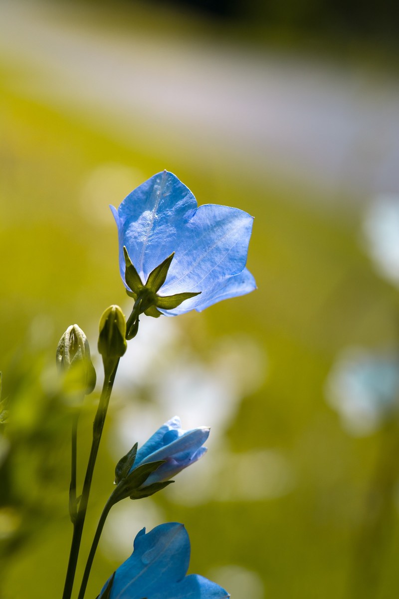 flower bellflower blue blue flower garden 4k