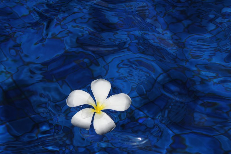 flower water spring plant plumeria flowers bali 4k
