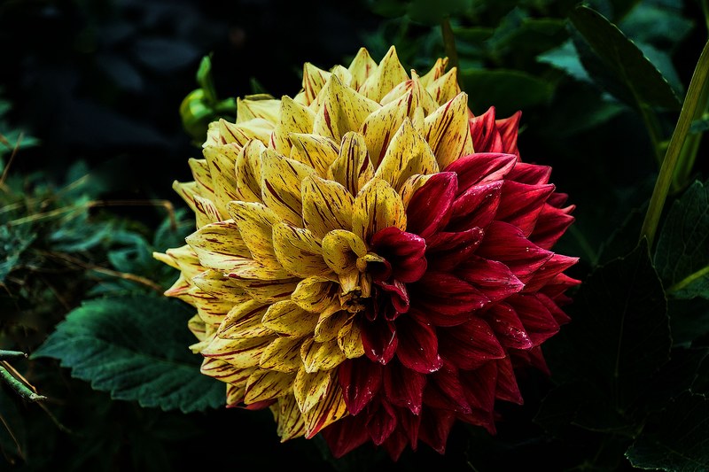 flower dahlia flower garden ornamental flower 4k