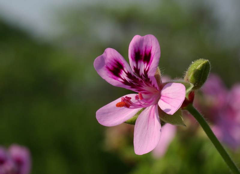 flower pelargonium geranium bloom blossom petals 4k