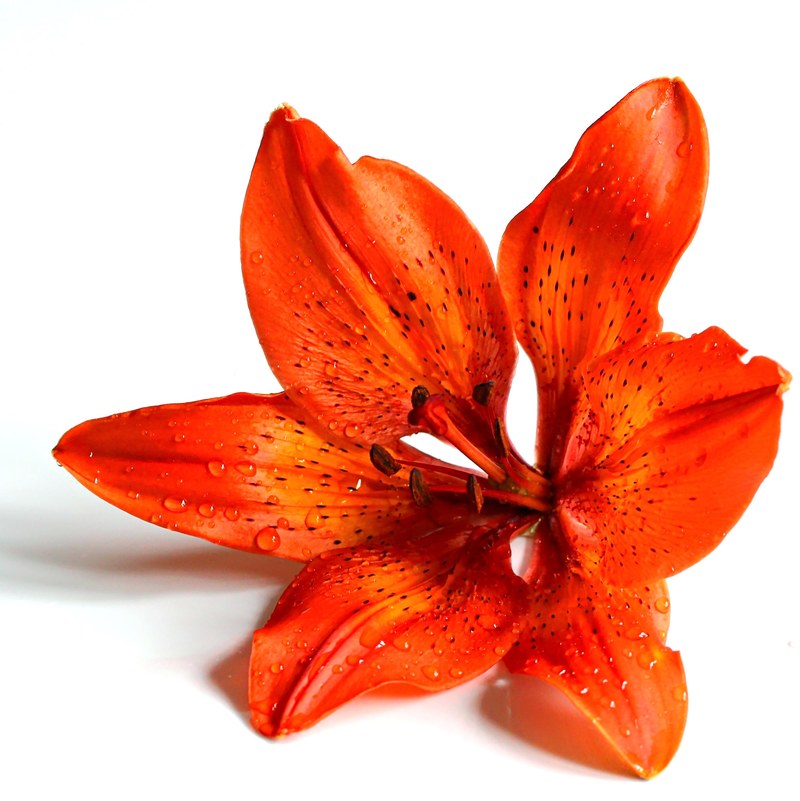 flower macro nature plant closeup red 4k