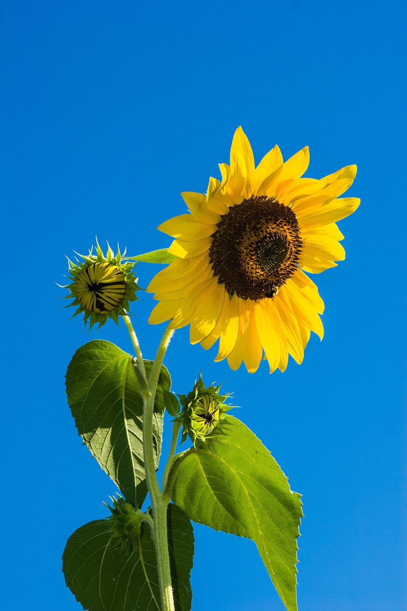 flower sunflower sky blue yellow green plant 4k