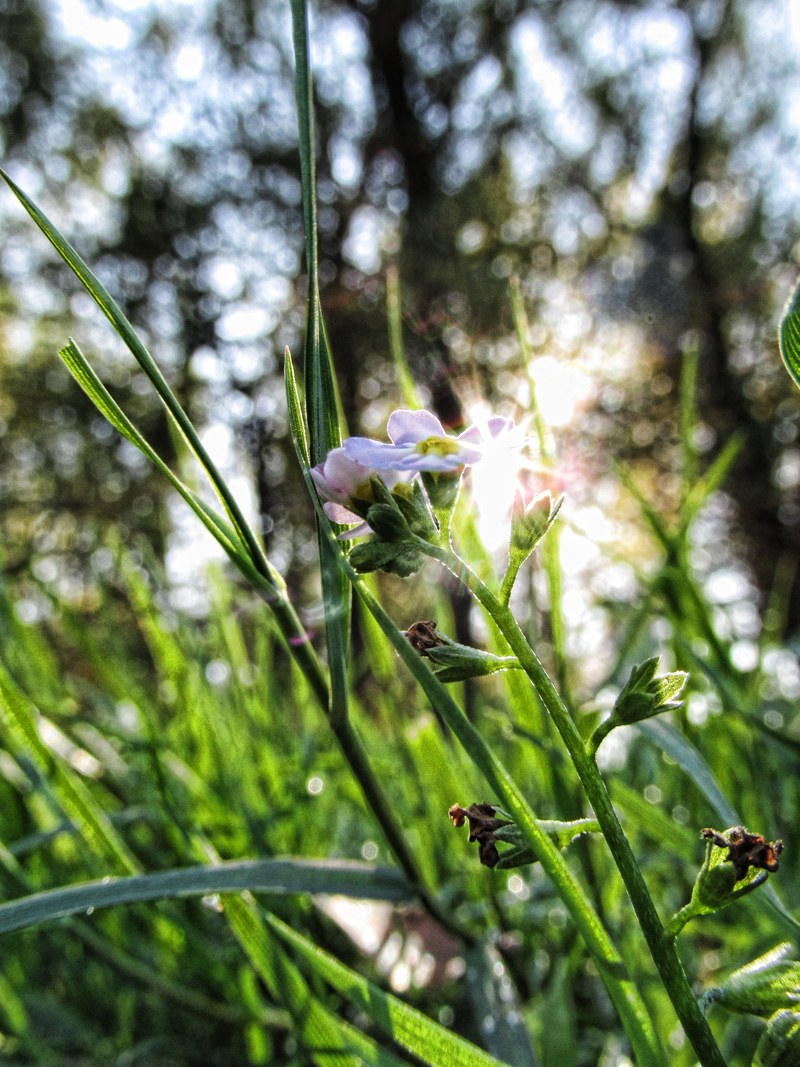 flower nature green beautiful flora summer fresh 4k