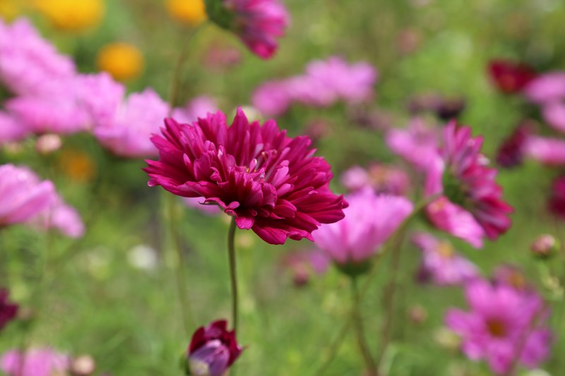 flower flower meadow summer flowers flora nature 4k