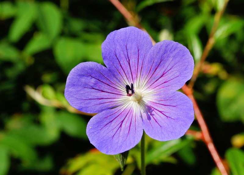 flower blossom bloom blue close flora beautiful 4k