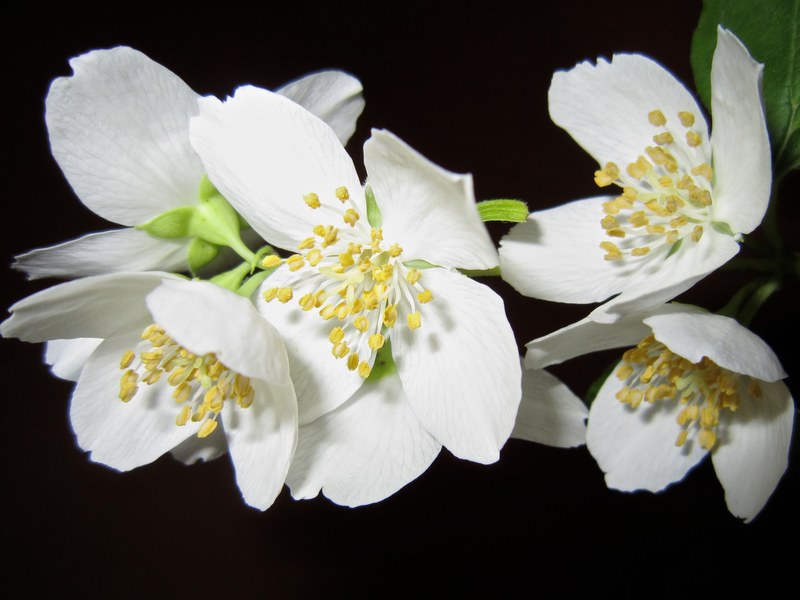 flower jasmine bush white aroma tender beautiful 4k