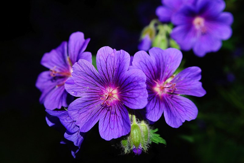 flower blossom bloom blue at night flower garden 4k
