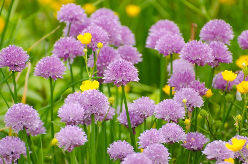 flower summer spring gardening macro object 4k