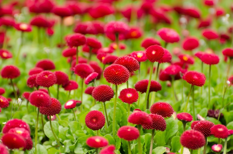 flower red summer spring gardening macro object 4k