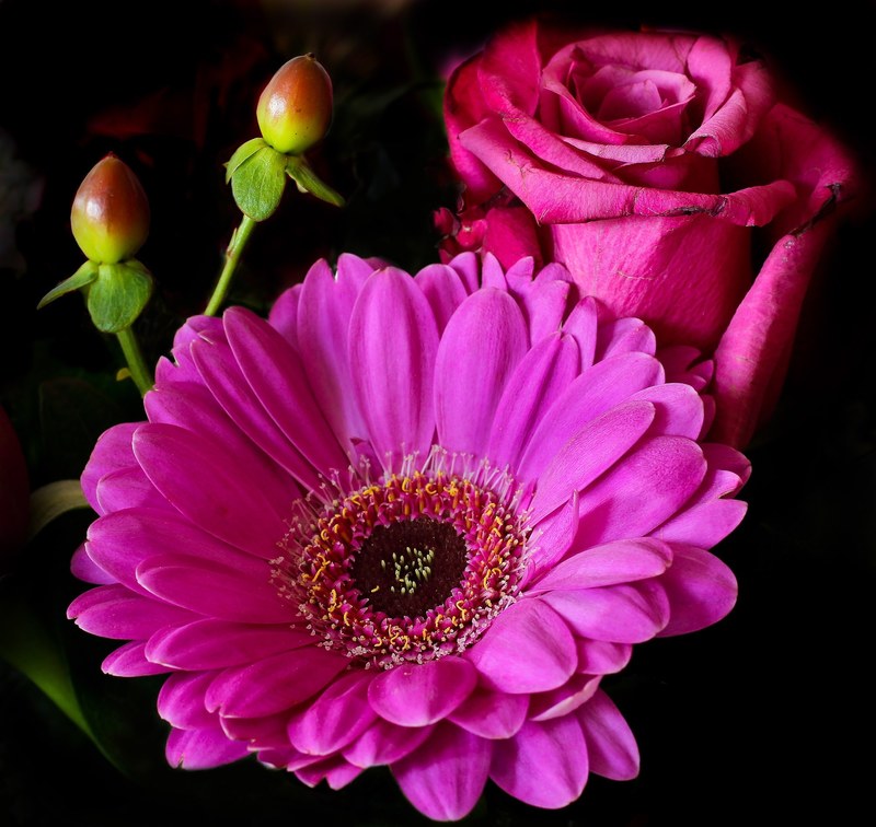 flower rose blossom bloom plant pink gerbera 4k