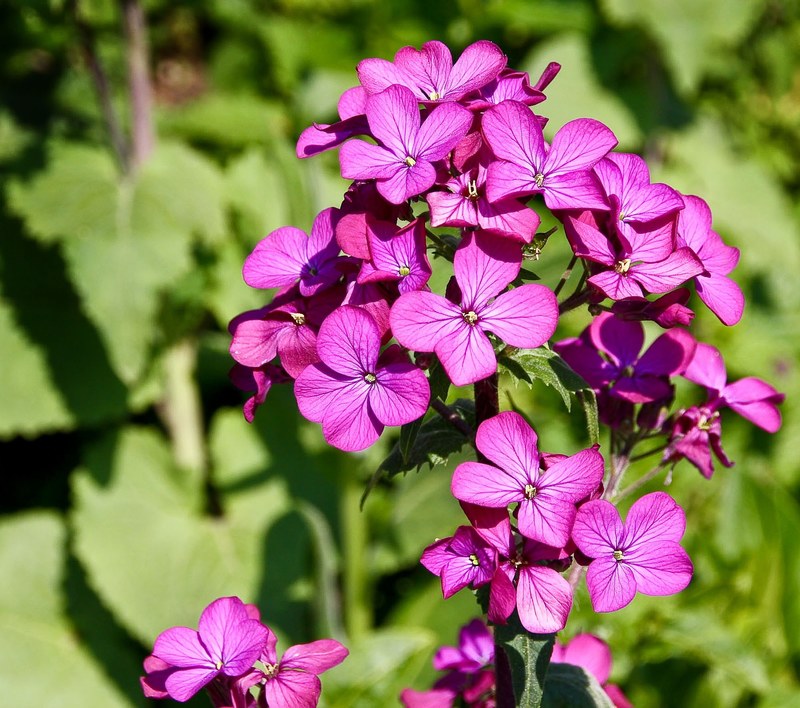 flower nature plant spring blossom bloom pink 4k