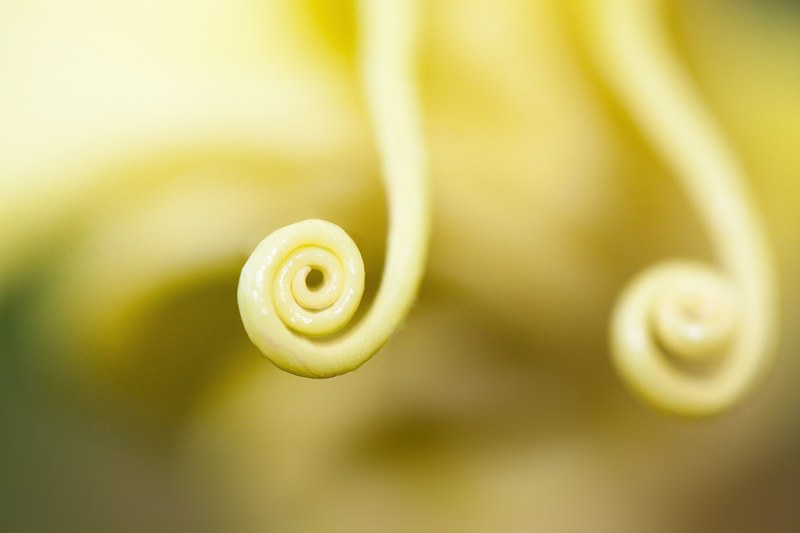 flower plant bell shaped flowers bloom yellow 4k