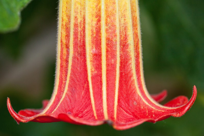 flower plant angel trumpet datura bell shaped 4k