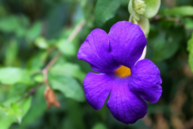 flower flora beautiful violet wild wild flower 4k