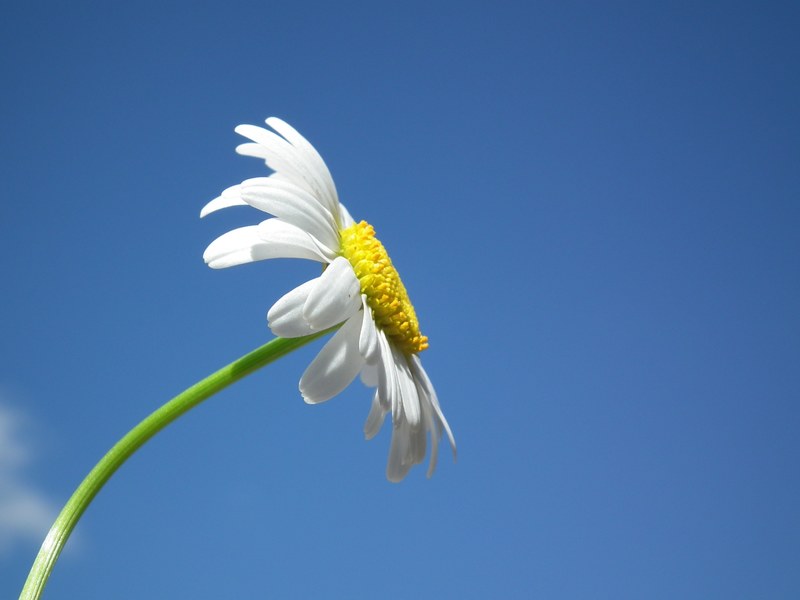 flower daisy white flowers day sky blue petal 4k