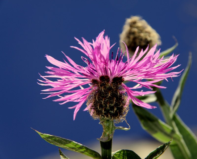 flower pink pink flower nature 4k