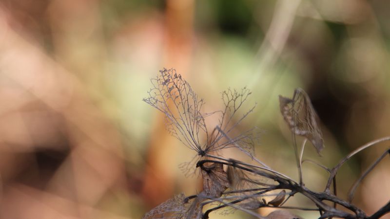 branch, dry, autumn, leaves, 4k