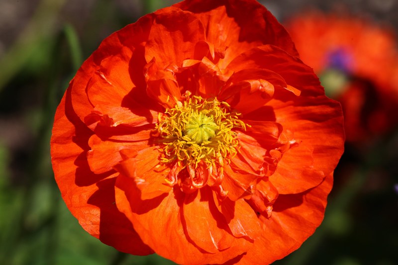 flower orange poppy blossom bloom iceland poppy 4k
