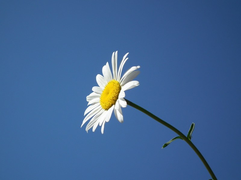 flower bloom white summer daisy flowers day sky 4k