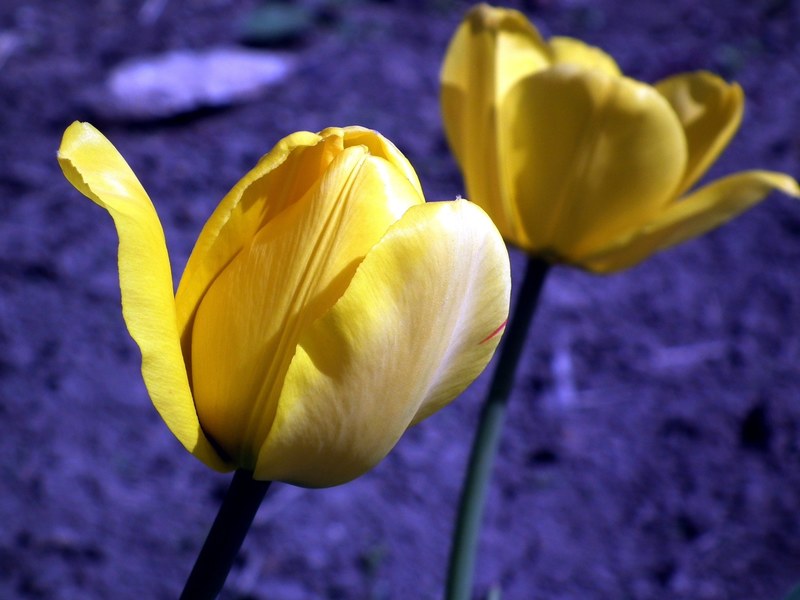 flower tulip yellow garden flower spring bright 4k