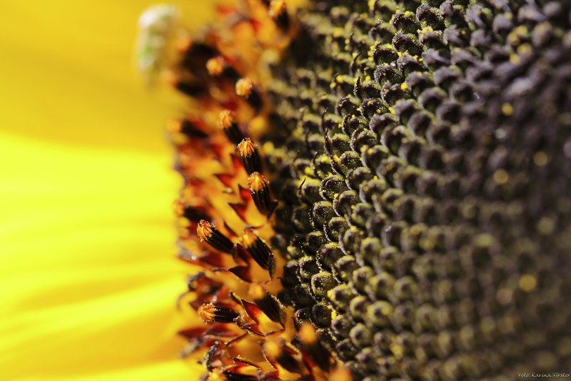 flower blossom bloom sun flower yellow summer 4k