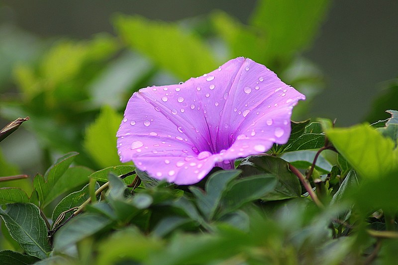 flower morning glory floral plant natural blossom 4k