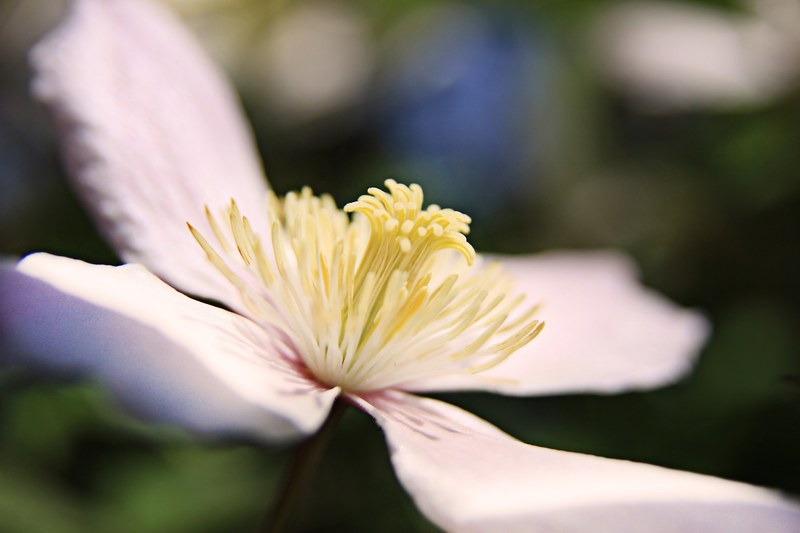 flower blossom bloom bloom pink plant pistil 4k