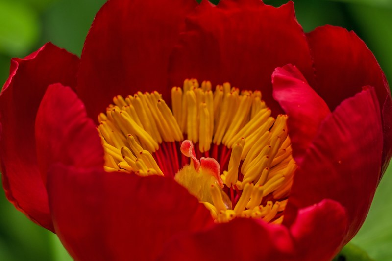 flower red flower red flora pistil 4k