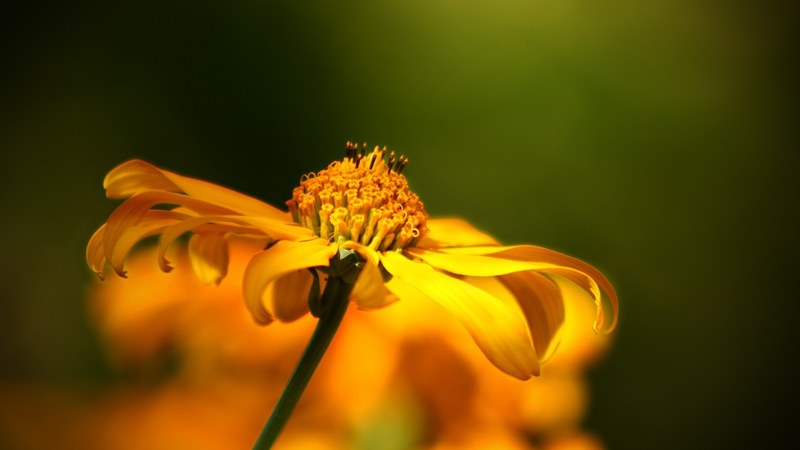 flower wild flower nature bloom makron garden 4k