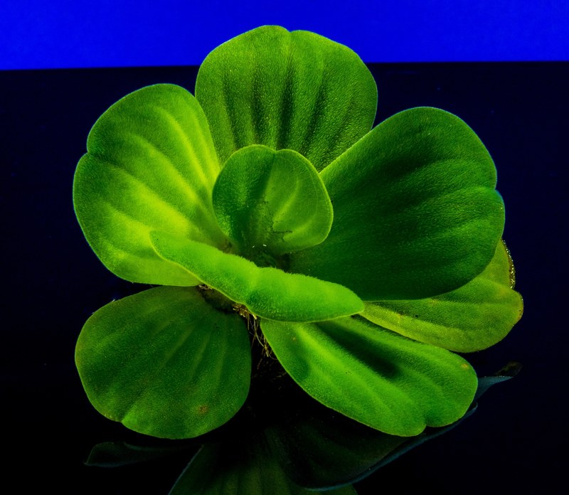 floating plant foliage plant plant 4k