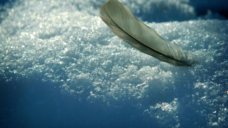 feather, snow, winter, shadows, 4k