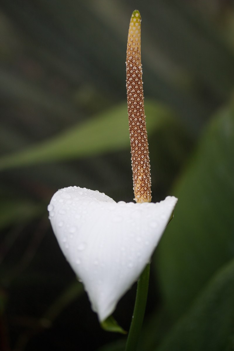 flamingo flower anthurium tribus anthurieae araceae 4k
