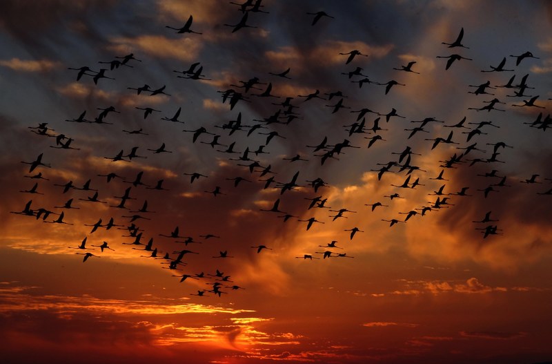 flamingos swarm birds nature 4k
