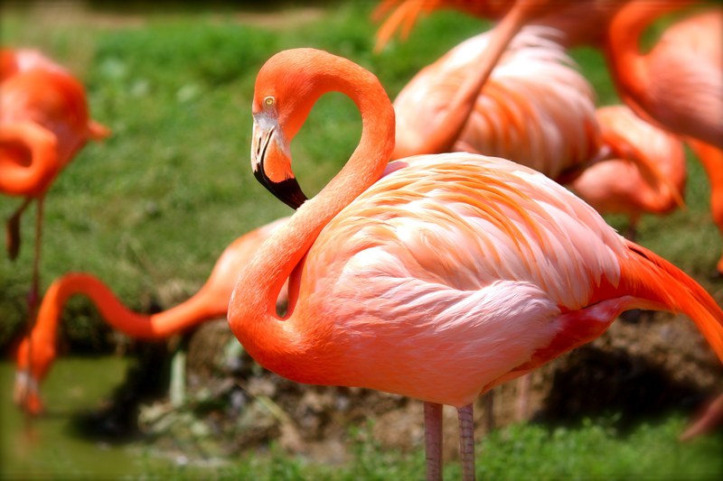flamingo bird pink nature animal wildlife wild 4k