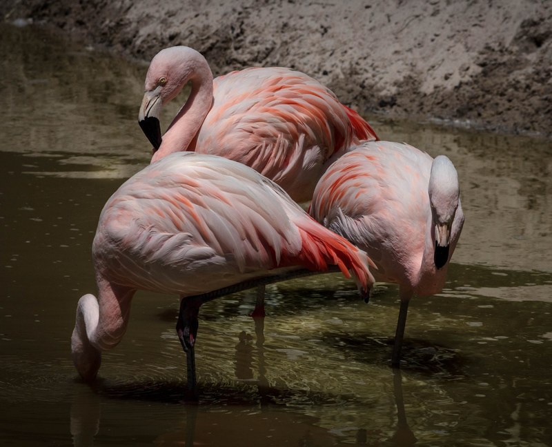 flamingo pink flamingos wading bird flock feathers 4k