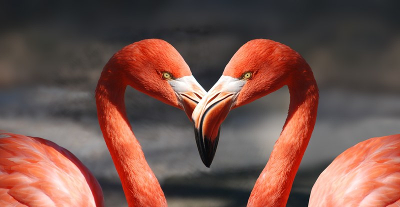 flamingo valentine heart valentines day love 4k