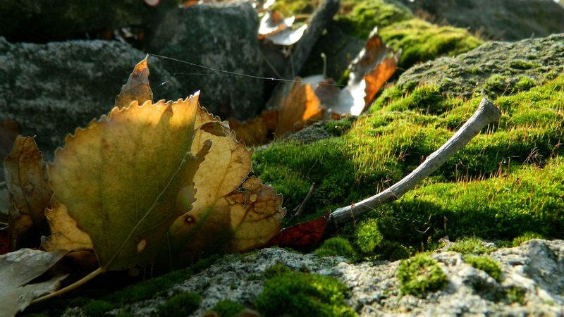 leaves, moss, web, stones, branches, macro, 4k