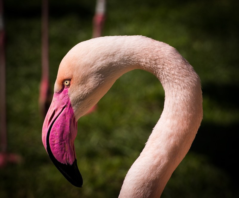 flamingo animal flamingos pink flamingo zoo 4k