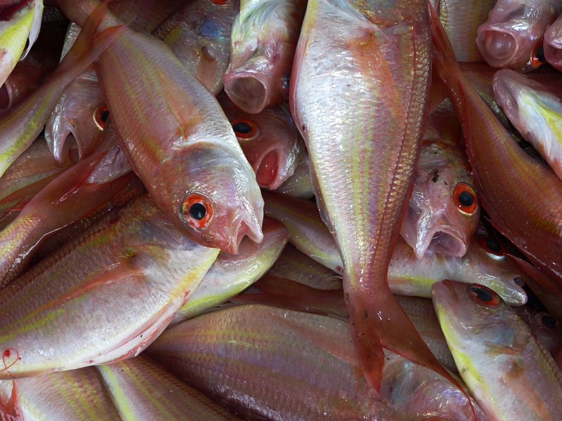 fish fischer ocean market food sell nutritious 4k