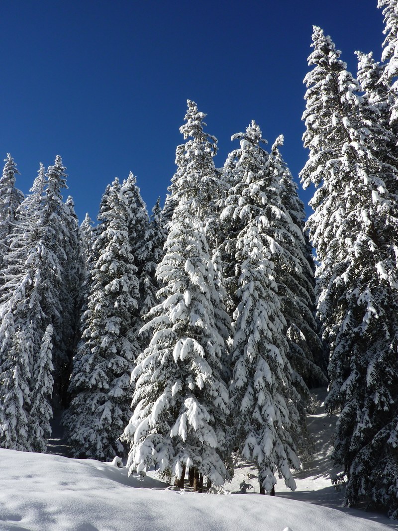 firs nature forest snowy winter snow winter magic 4k