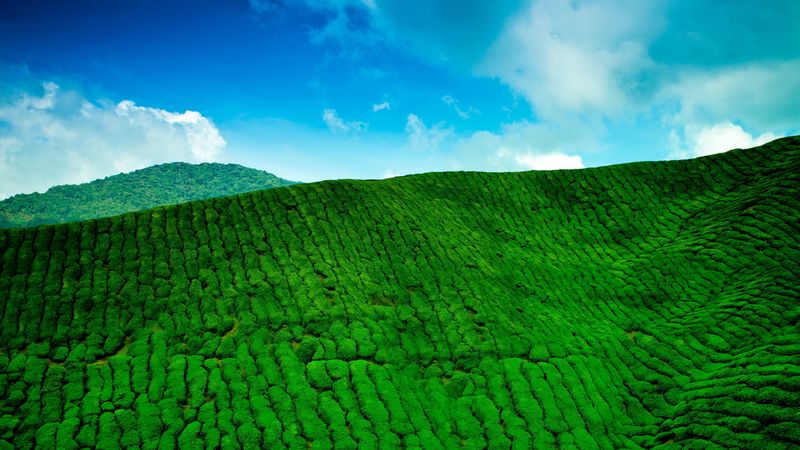 mountains, tea plantations, green, height, 4k
