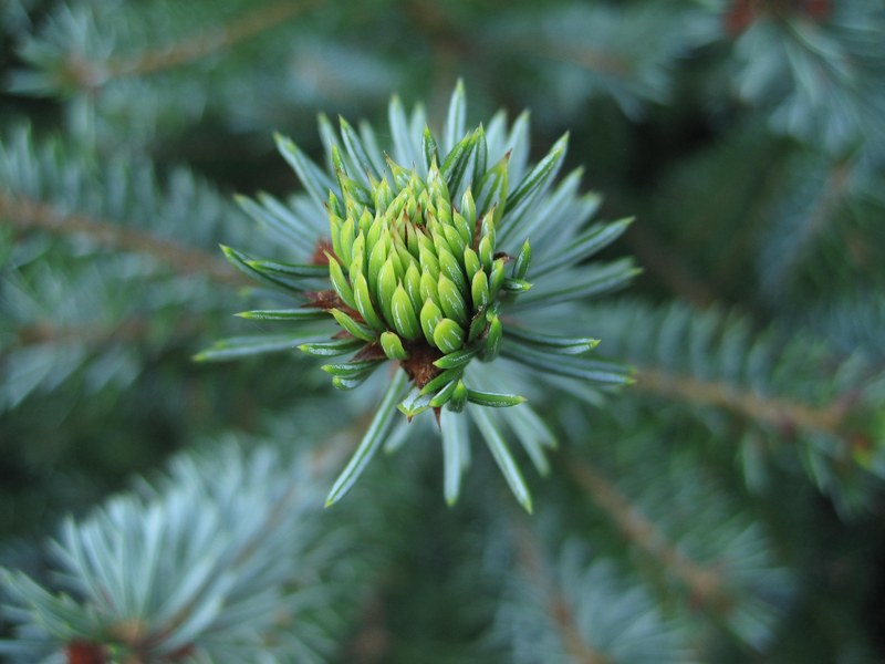 fir drove green fir pine needles young drove 4k