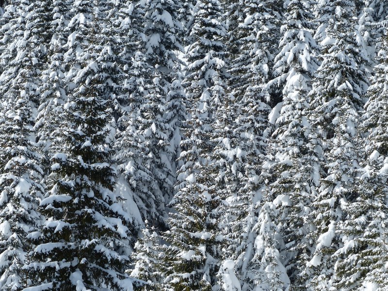 fir firs trees snowy winter snow wintry 4k