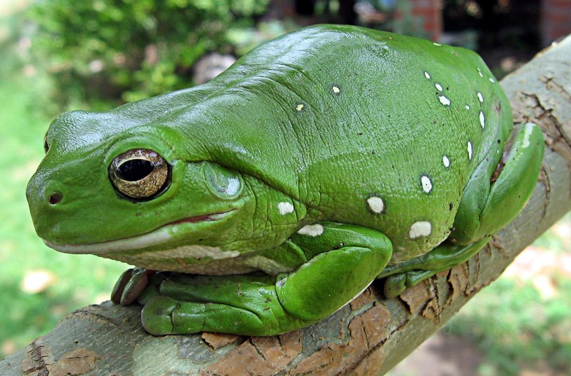 finger coral tree frog running frog frog anuran 4k