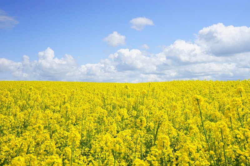 field of rapeseeds oilseed rape blütenmeer yellow 4k