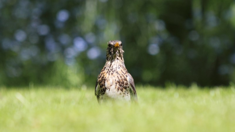 fieldfare bird grass dof nature outdoors backyard 4k