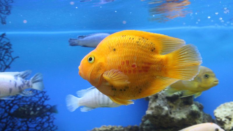 разрешить написание латиницей английскийрусскийукраинский fish, swim, underwater, 4k