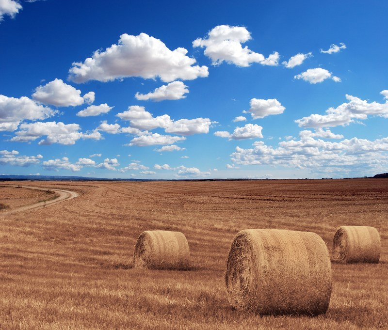 field agriculture harvest village corn hay rye 4k